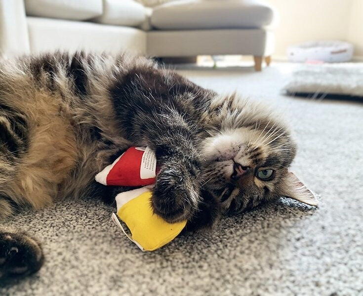 Kitten mittens pack