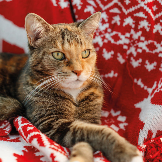 Lovely Christmas cat tortie 10 cards