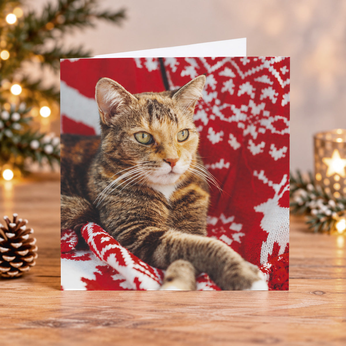 Lovely Christmas cat tortie 10 cards