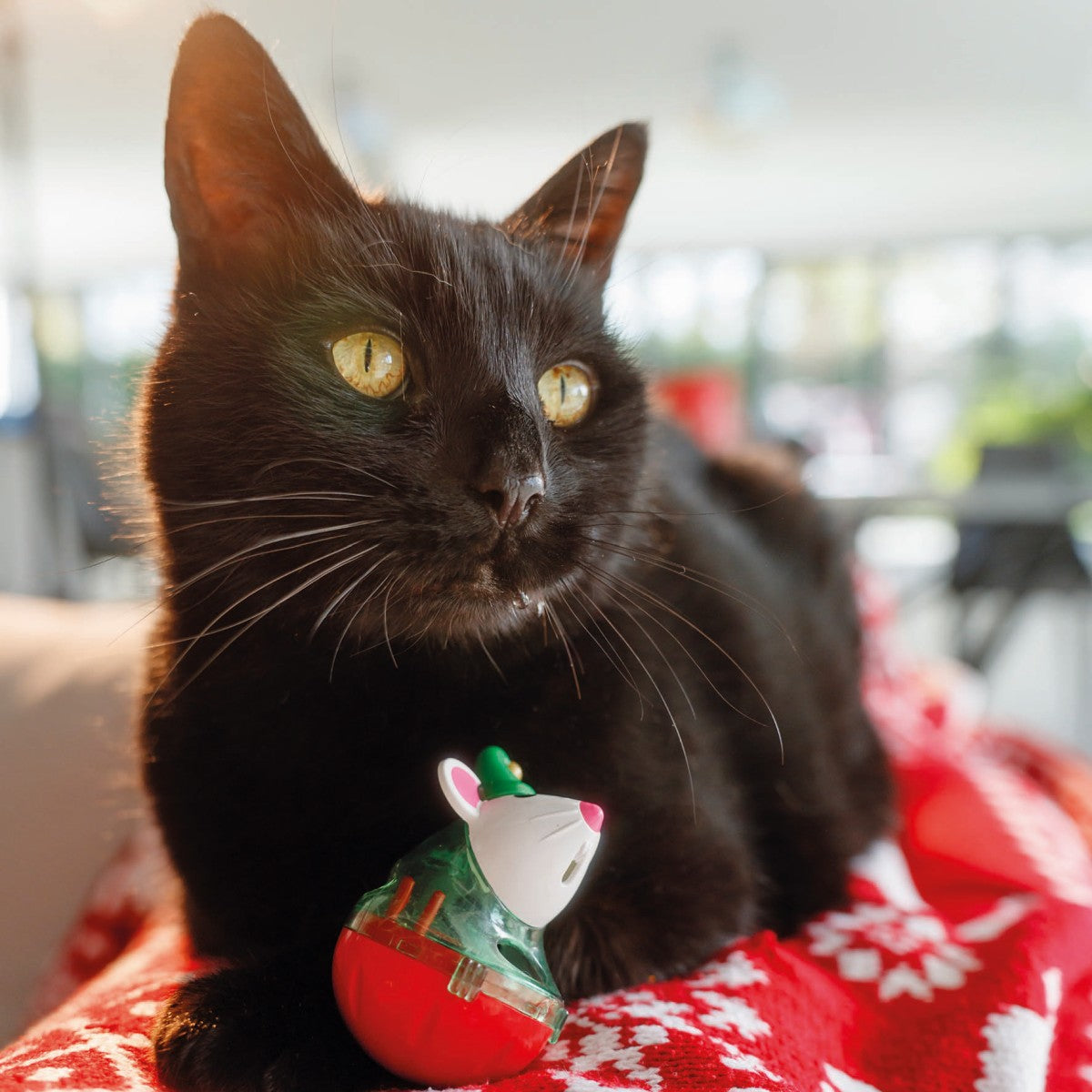 Pepper at Christmas time 10 cards