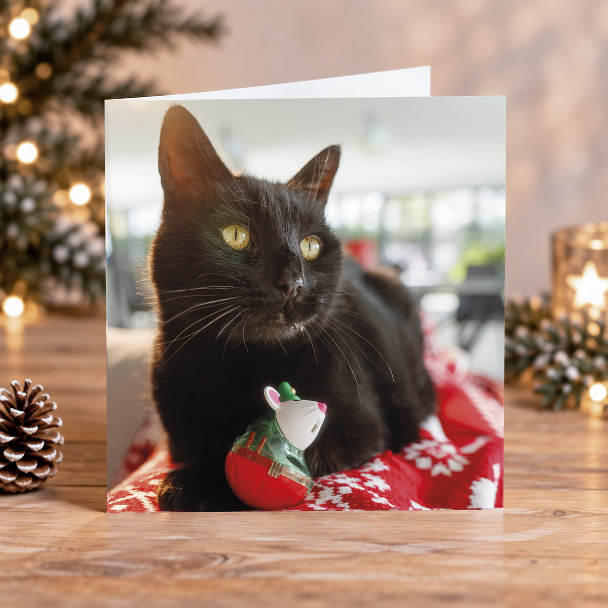 Pepper at Christmas time 10 cards