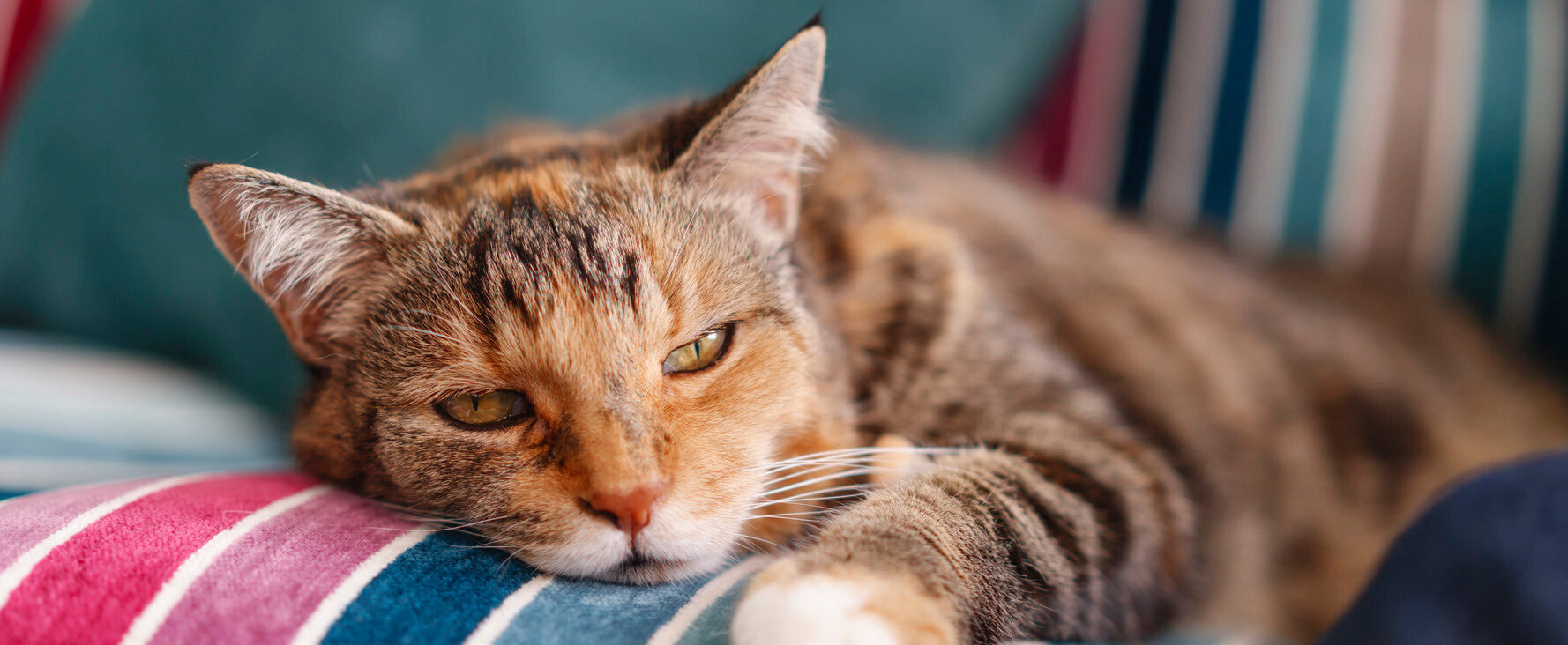 A tabby cat resting its head on a striped cushion