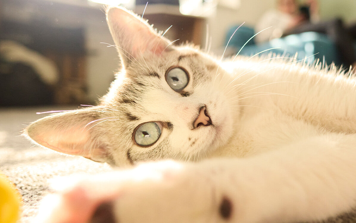 Bluebell, a cream and tabby kitten with green eyes, lying on her side in the sunshine
