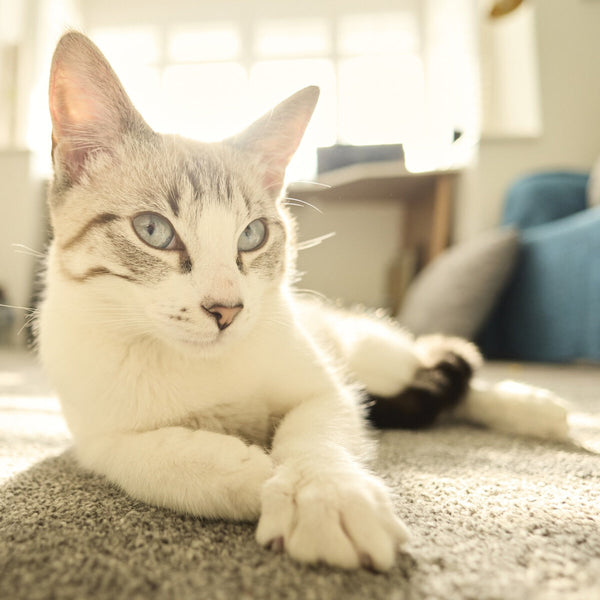 Bluebell, a white cat with blue eyes, lying on a carpet in her new home